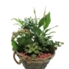 Cesta de plantas