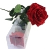 Rosa Preservada