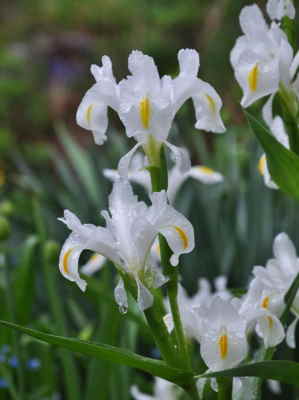 Centro Bambú, Floristería Osiria en Segovia, Servicio de Envío de Flores, Centro de Flores de Regalo, Flores de Regalo a Domicilio