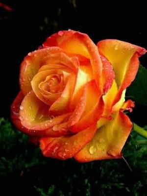 Ramo Flores Luxemburgo, Flores para Regalar, Floristería de Segovia, Entregas de Ramos de Flores, Floristas Profesionales
