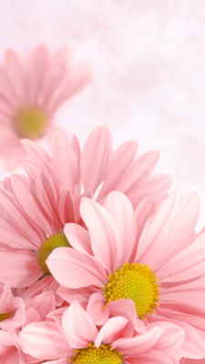 Flores para Regalar, Floristería Online, Ramos de Flores, Arreglos Florales, Floristerías en Segovia, Envíos Urgentes Florales
