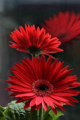 Centro Flores Rabat, Centro de Flores para Regalar, Floristería Online, Envíos Urgentes, Centro de Flores de Regalo, Floristería Osiria