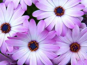 Ramo Flores Grecia, Floristería Online, Ramos de Regalo, Floristas Profesionales, Enviar Flores Urgentes, Comprar Flores en Segovia
