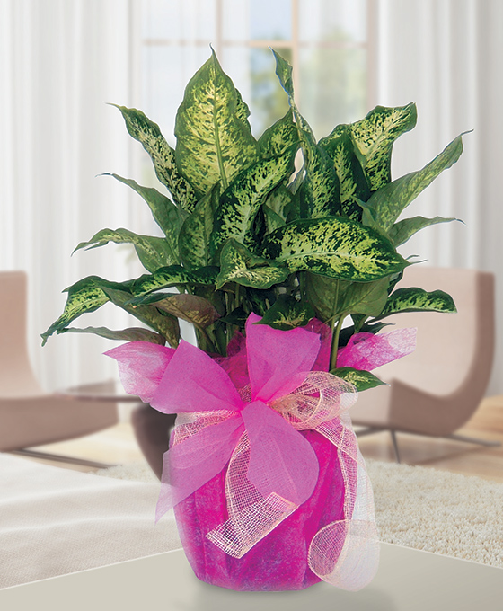 Planta Dieffenbachia