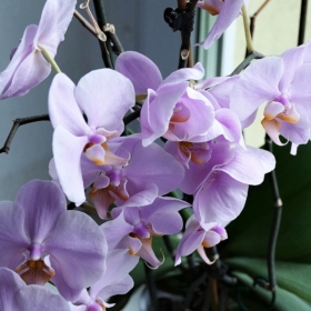 plantas de orquideas
