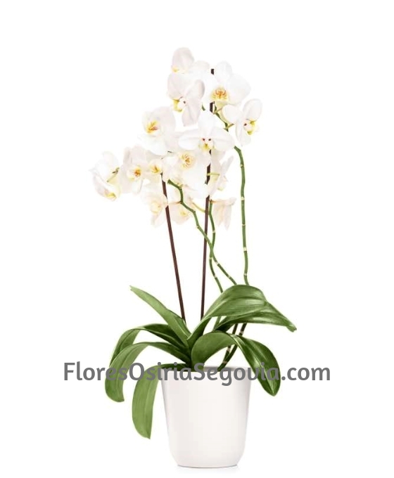 Orquídea Blanca plata