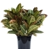 Planta para regalo