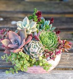 comprar plantas crasas online