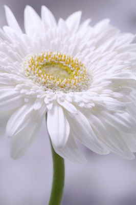 Ramo Flores París, Floristería en Segovia, Flores Blancas para Regalar, Floristería Online, Arreglos Florales, Envío de Flores a Domicilio