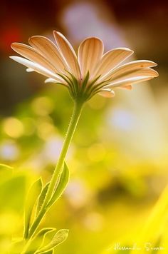 Cruz Funeraria Clavel Blanco, Cruz para Difuntos, Flores Clásicas Blancas para Tanatorio, Flores para el Tanatorio, Cruz Defunciones