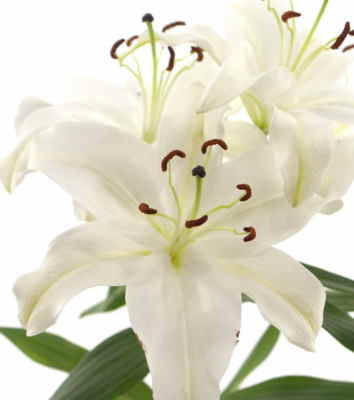 Ramos Flores Finlandia, Floristería Online, Arreglos Florales, Ramos de Flores para Regalar, Flores Blancas, Comprar Flores, Flores en Segovia