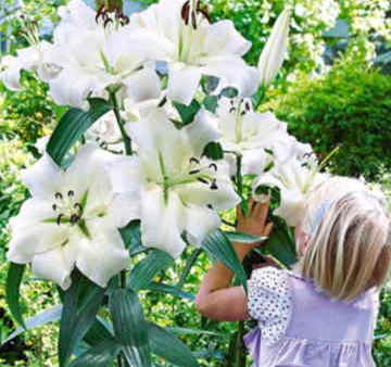 Ramos Flores Finlandia, Floristería Online, Arreglos Florales, Ramos de Flores para Regalar, Flores Blancas, Comprar Flores, Flores en Segovia