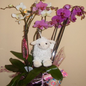 Regalar Orquídea con peluche