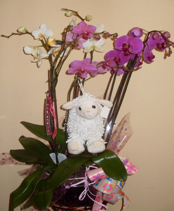 Regalar Orquídea con peluche